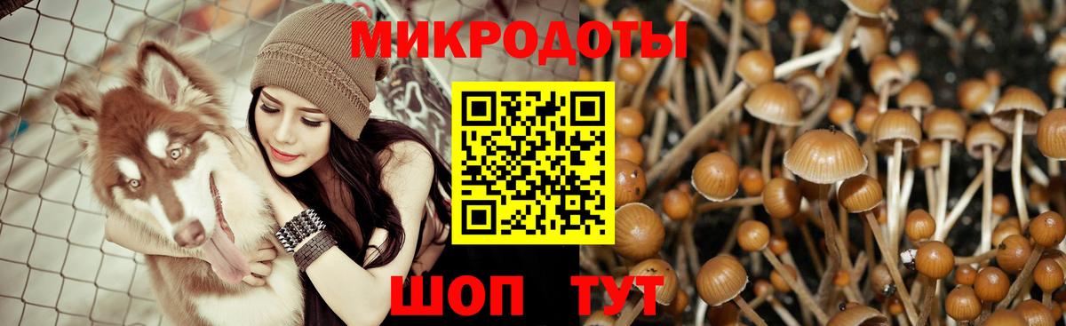 Галлюциногенные грибы Psilocybe Якутск